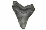 Fossil Megalodon Tooth - South Carolina #261143-2